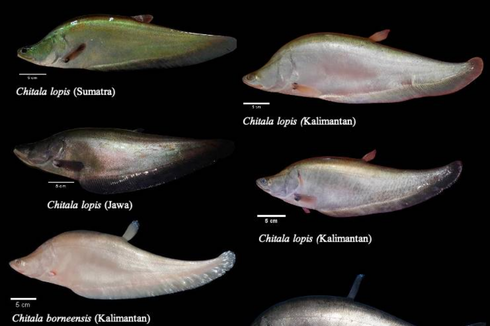 Dikira Punah, Ikan Belida Ditemukan Lagi di Pulau Jawa
