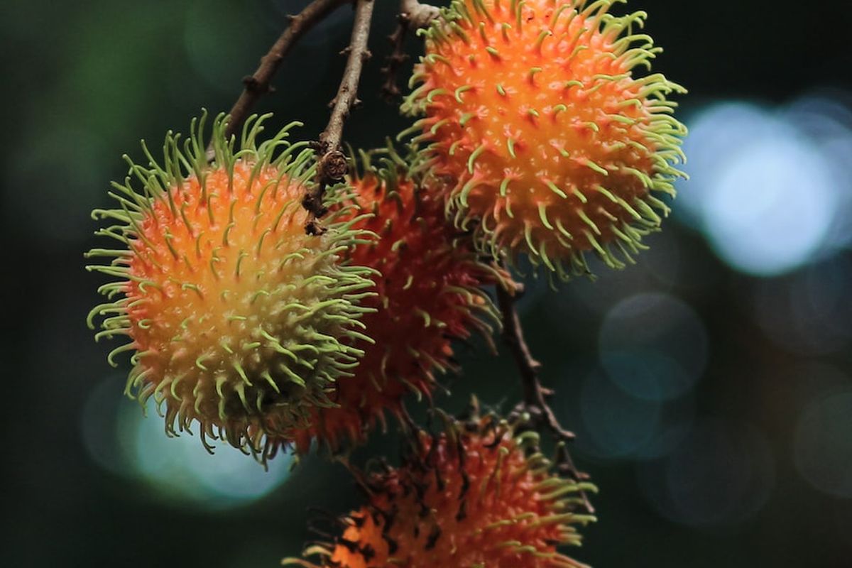 Ilustrasi rambutan, pohon rambutan. 