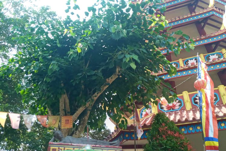 Pohon bodhi yang tumbuh di samping Pagoda Nusantara, Bangka, Senin (16/5/2022).