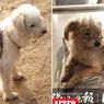 Anjing Setia Ini Berjalan 60 Km Selama 26 Hari untuk Pulang ke Majikannya