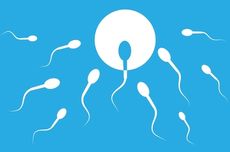 4 Tahap Proses Spermatogenesis 