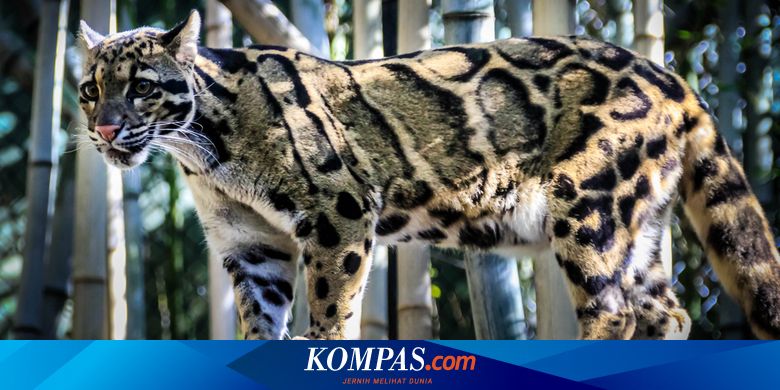10 Kucing Hutan di Indonesia, Sebagian Besar Terancam Punah