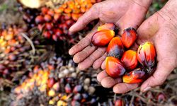 Sinergi Jadi Kunci Perbaikan Tata Kelola Sawit