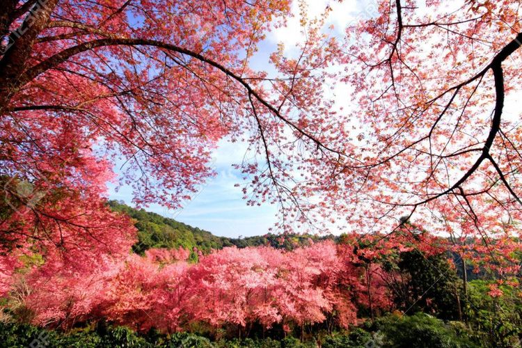 Pemandangan closeup dari Wild Himalayan Cherry (Prunus cerasoides) di Khun Mae Ya, Chiang Mai, Thailand.