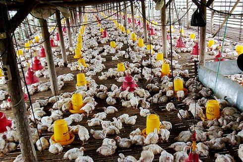 Industri Peternakan Ayam Maju tetapi Peternak Rakyat Makin Terjepit 