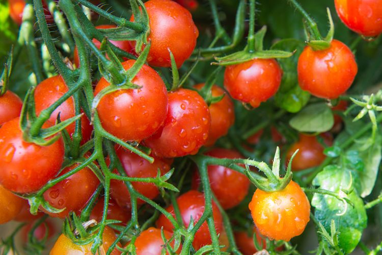 Ilustrasi tanaman tomat ceri.