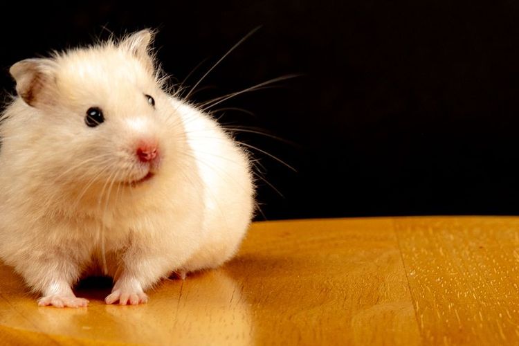 Hamster Mulai Bau? Jangan Dimandikan dengan Air, Coba Pasir