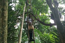 Panen Duku Condet, Anies Panjat Tangga