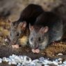 Kompartemen di Motor Matik yang Rawan Jadi Sarang Tikus