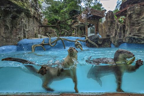 Lutra Sumatera, Satwa Dilindungi yang Fotonya Jadi Juara di Taman Safari