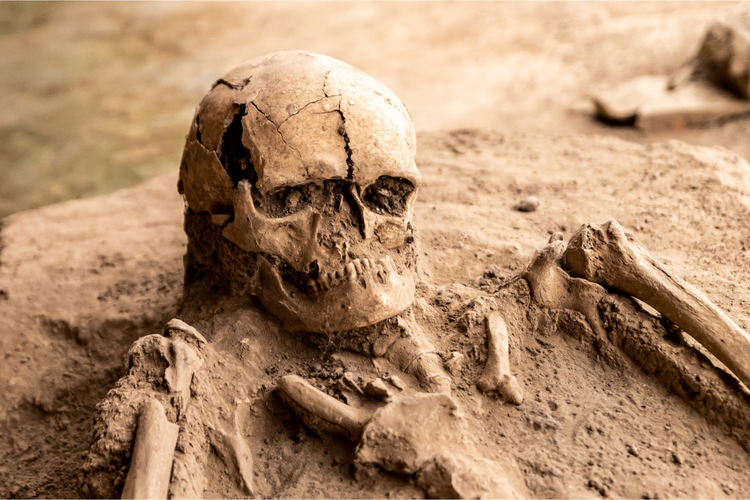 ilustrasi temuan fosil baru Homo erectus yang diperkirakan berusia sekitar 140.000 tahun lalu di selat Madura.