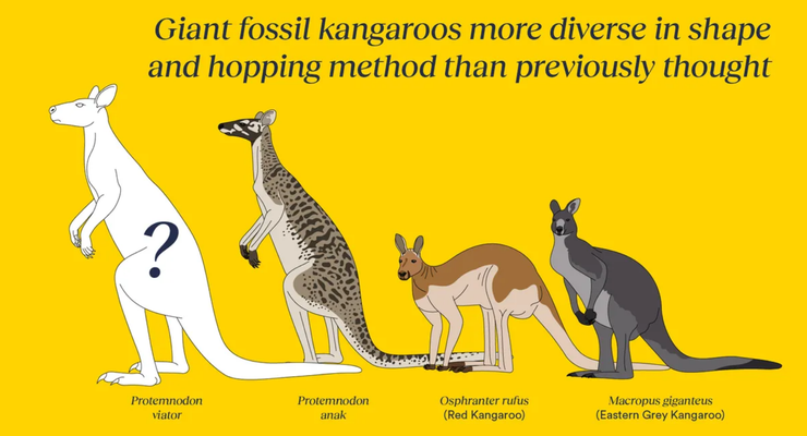 Temuan Fosil Kanguru Raksasa di Australia, Beratnya sampai 170 Kg