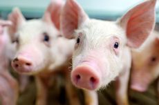 Populasi Babi di Buleleng Berkurang 20 Persen akibat PMK, Pemkab: PMK Masih Jadi Momok