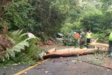 Antisipasi Kecelakaan, Sejumlah Pohon di Jalan Lintas Taba Penanjung-Kepahiang Akan Dipangkas