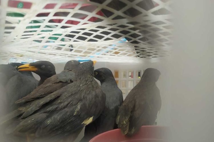 Burung kicau dari hutan yang penyelundupannya digagalkan petugas di Pelabuhan Bakauheni.