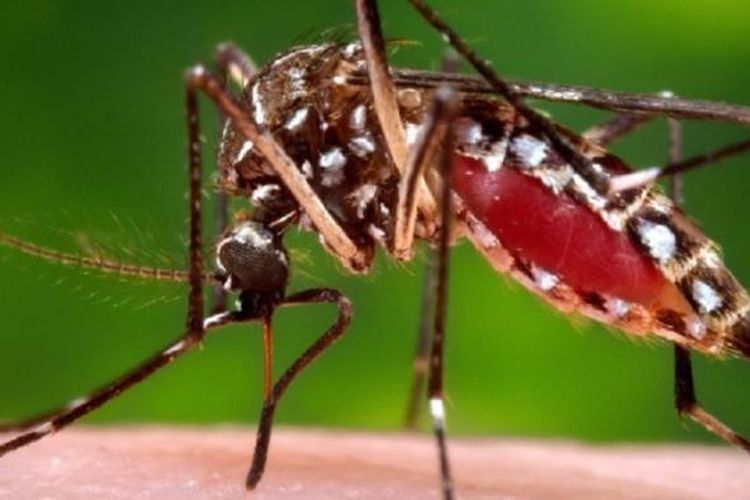 Virus Zika yang disebabkan gigitan nyamuk telah menyebar di Asia Tenggara setelah mewabah di Amerika, yang dimulai di Brasil pada awal 2015.