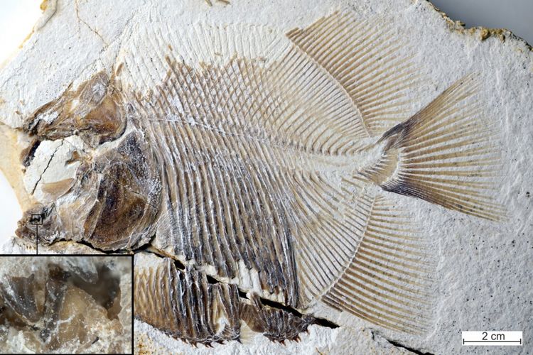 Fosil ikan yang mirip piranha terjebak dalam endapan batu kapur