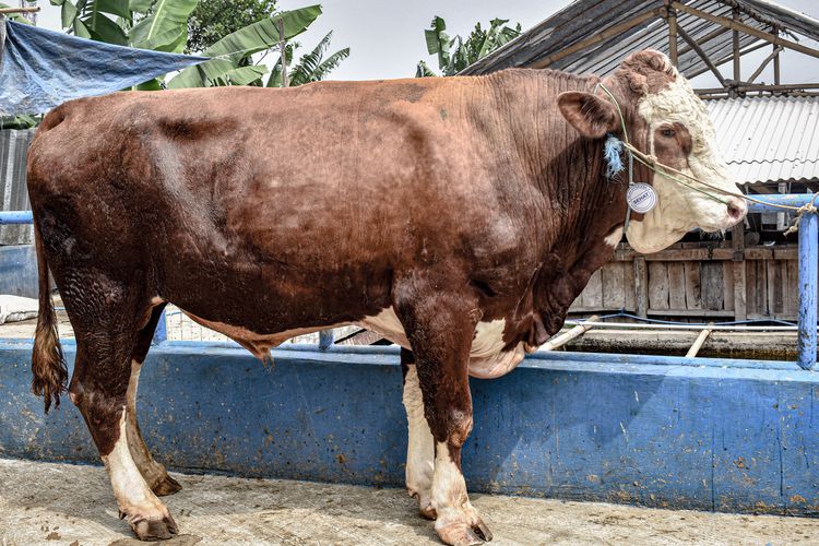 Ilustrasi sapi untuk kurban yang sudah dicek kesehatan oleh Dispernakan Bandung Barat.