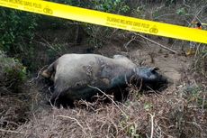 Bangkai Gajah Betina Ditemukan di Areal Kebun Sawit di Aceh Timur