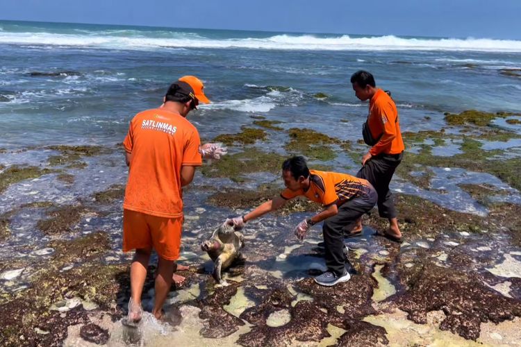 2 Ekor Penyu ditemukan Mati di Kawasan Pantai Gunungkidul, Penyebab Didalami
