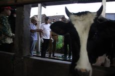 Banyak Sapi Terjangkit PMK Mati Saat Penyembuhan, Ini Kekhawatiran Bupati Ponorogo