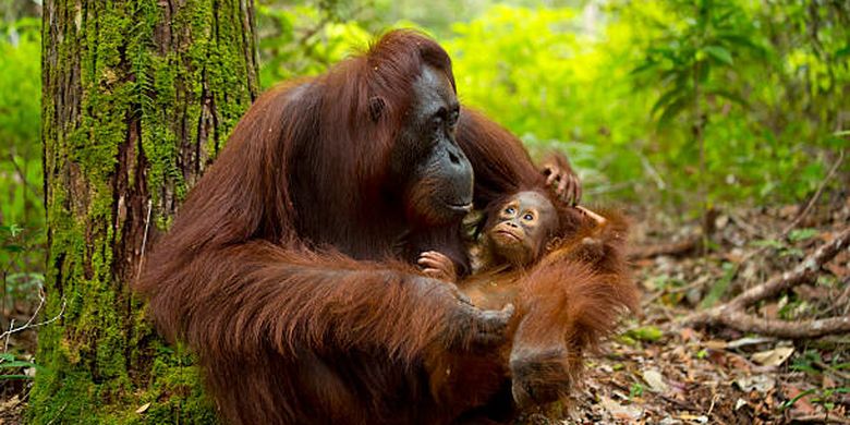 ilustrasi orang utan, salah satu hewan yang terancam punah.