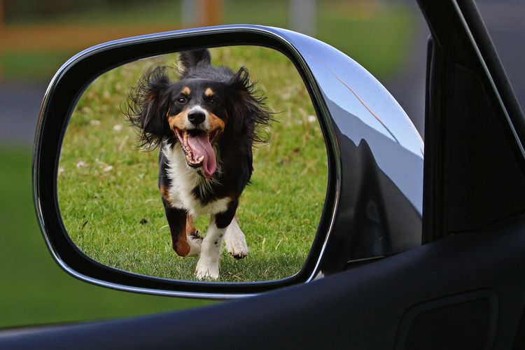 Membawa anjing bepergian jauh dengan kendaraan membutuhkan persiapan dan pemahaman dari pemiliknya. 