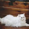 8 Fakta Kucing Putih, Dianggap Pembawa Keberuntungan dan Pemalu
