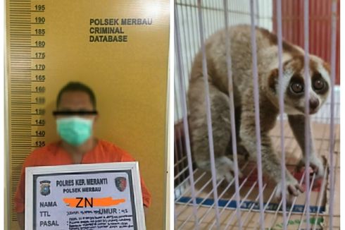 Tangkap dan Simpan Kukang di Rumah, Warga Riau Ditangkap Polisi