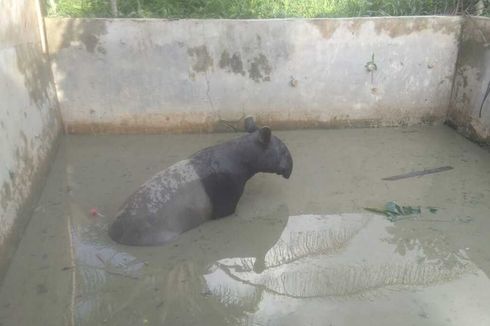 Tapir Betina Masuk ke Kolam Ikan di Pekanbaru, Hewan Apa Itu?