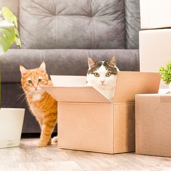 Ilustrasi pindah rumah bersama kucing peliharaan.
