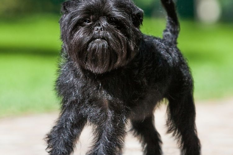 Ilustrasi ras anjing Affenpinscher.