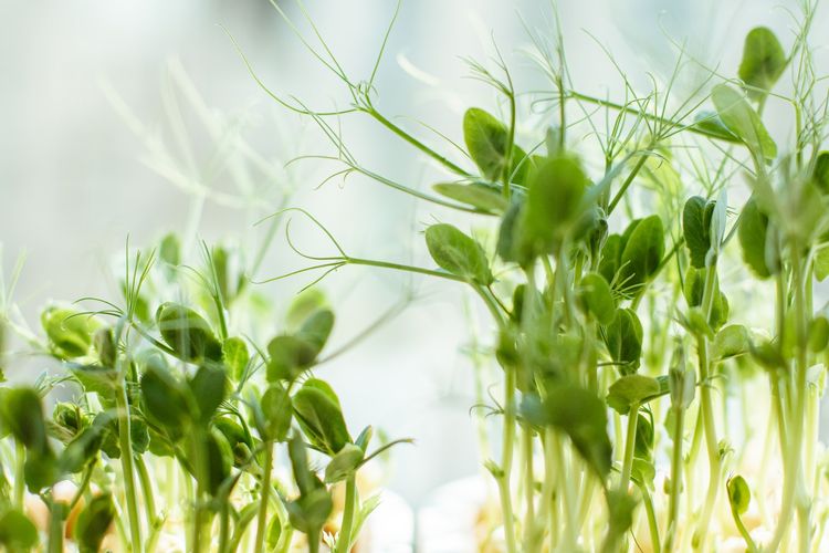 Ilustrasi menanam tauge.