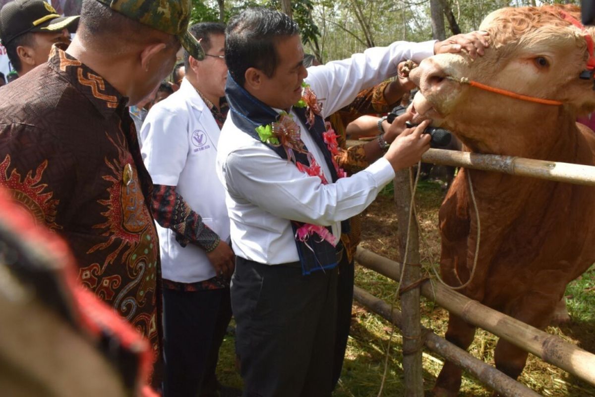 Menteri Pertanian Andi Amran Sulaiman memeriksa sapi unggulan saat panen pedet di di Kabupaten Bulukumba, Sulawesi-Selatan pada Kamis (26/4/2018).