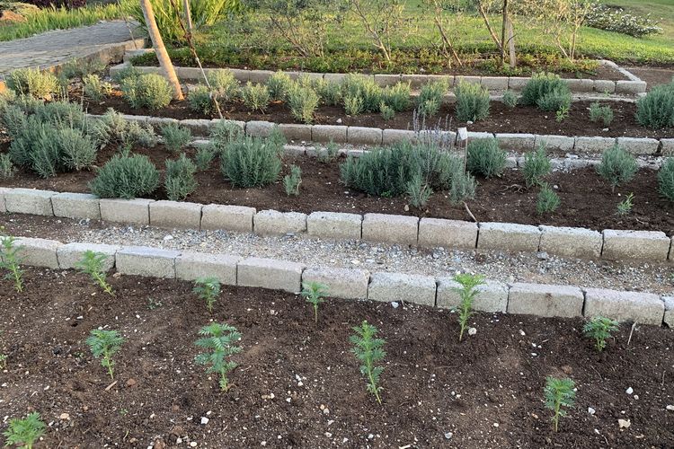 Proses membuat minyak atsiri di Sirukam Dairy Farm, Kabupaten Solok, Sumatera Barat.