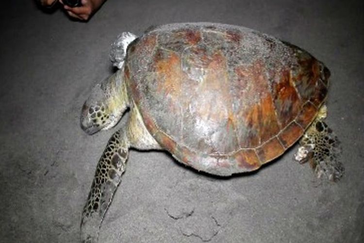 Warga dan Komunitas Sahabat Penyu menemukan penyu langka mati terdampar di Pantai Mampie Polewali Mandar, Sulawesi Barat, Kamis (13/4/2017) malam.