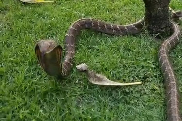 King Kobra 2,2 Meter Masuk Vila di Tabanan Bali, Dievakuasi Tim Reptil