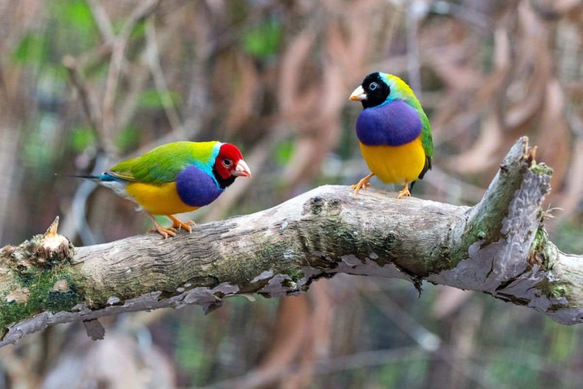 ilustrasi burung kutilang Gouldian 