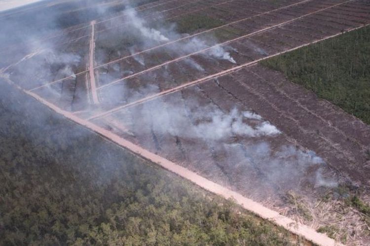 Foto ini diambil dari pesawat oleh Greenpeace pada Mei 2013 yang menunjukkan tumpukan kayu yang terbakar.