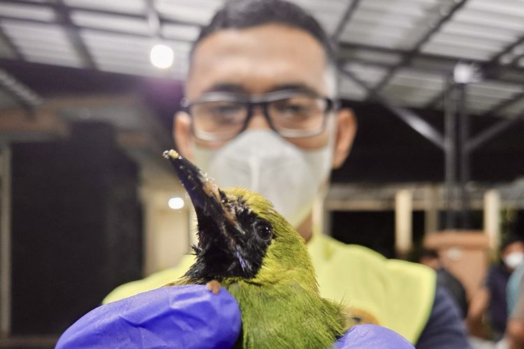 Digagalkan, Penyelundupan Ratusan Burung Sumatera Terancam Punah ke Jakarta