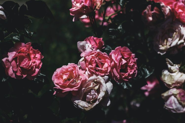 Salah satu hal penting lainnya yang perlu diperhatikan sebagai cara memelihara bunga mawar adalah perlindungan terhadap hama. Tanaman mawar rentan terhadap serangan hama. Hama dapat merusak bunga mawar dan mengakibatkannya mati jika tidak diatasi.
