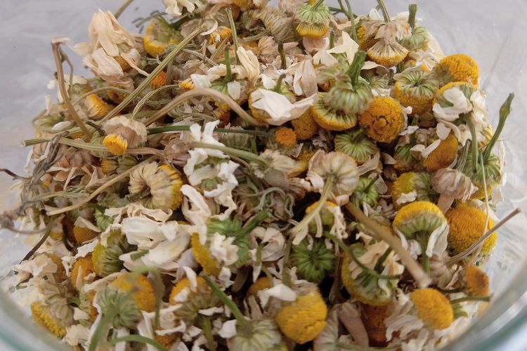 Ilustrasi bunga chamomile, dapat menjadi catalyst untuk memberi aroma dan mempercantik teh.
