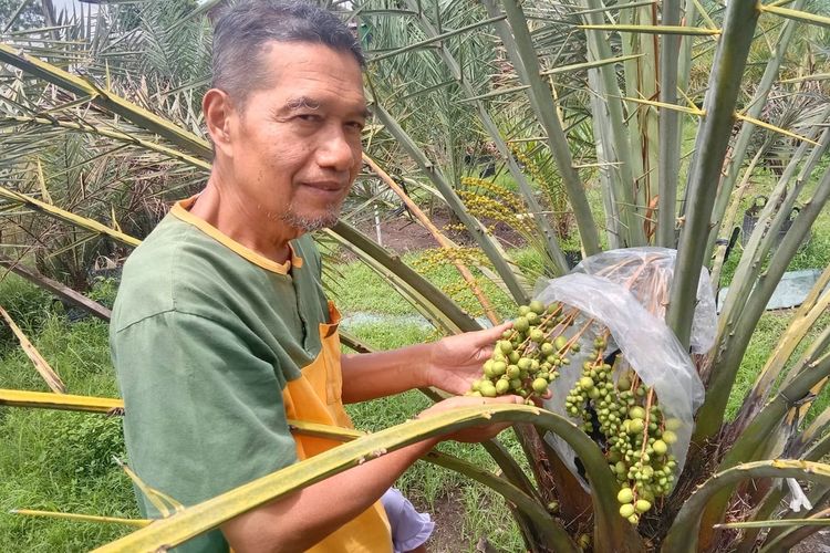 Suparyoto (65) saat menunjukan pohon kurma di kebunya yang berbuah. Suparyoto mulai menanam pohon kurma sejak 2016 dan saat ini memiliki ribuan pohon kurma dikebunya di wilayah Berbah, Kabupaten Sleman.