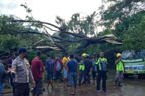 Pohon Tumbang Timpa Truk Bermuatan Jerami, Jalan Lintas Sumbawa-Tano Sempat Macet 1 Kilometer