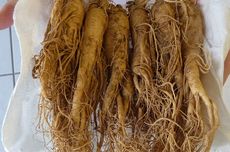 Sejarah Ginseng, Herbal Kesehatan yang Jadi Andalan