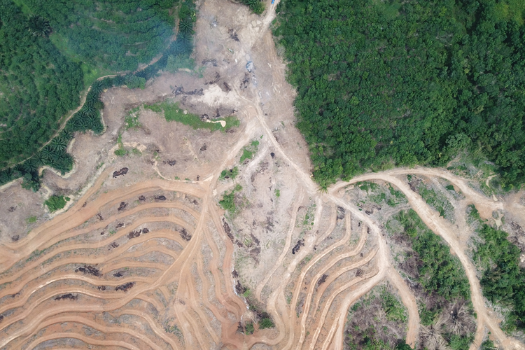 Apa itu Deforestasi? Penyebab, Akibat, dan Dampaknya di Indonesia