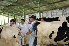 Disnak Jatim Ungkap 282 Ekor Sapi Mati Terjangkit Penyakit Mulut dan Kuku