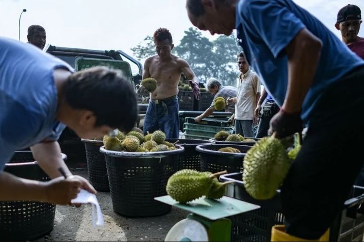 Suasana pasar durian di Malaysia yang tahun ini mendapat pasokan melimpah dan menyebabkan harga jual menurun.