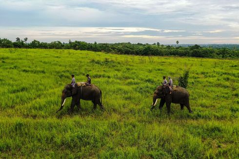 22 Gajah Mati dalam 10 Tahun, Ini Upaya TN Way Kambas Cegah Perburuan Liar