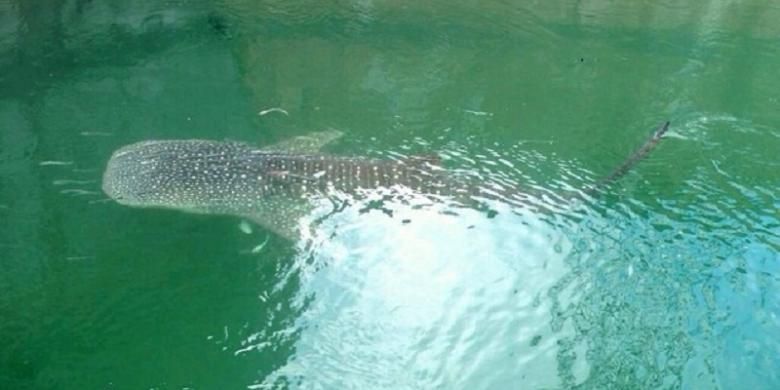 Hiu paus terjebak di PLTU Paiton. Tim dari Jejaring Penyelamatan Hiu Paus setempat saat ini sedang mengupayakan untuk mengembalikan biota raksasa itu ke laut.